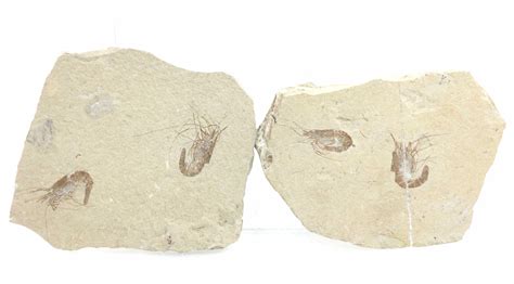 Lot - (2) Fossilized Shrimp Crustaceans Slabs