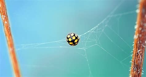 Image result for Find Web Bug