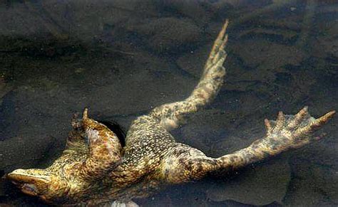 Exploding Toads Video 的图像结果