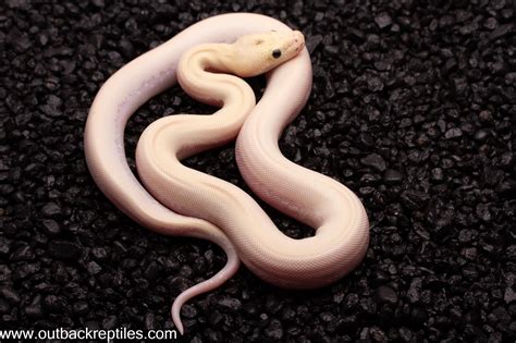 Ivory Burmese Python 的图像结果
