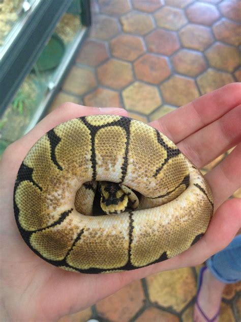 Spider Ball Python