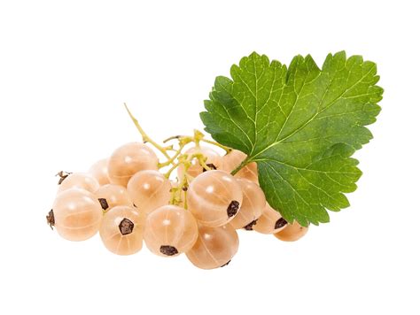 8 Berries - The World of Berries