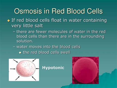 Diffusion Using Food Coloring 的图像结果