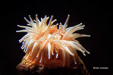 Phylum Of Sea Anemone