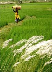 Of hunger and its eradication - Rediff.com Business