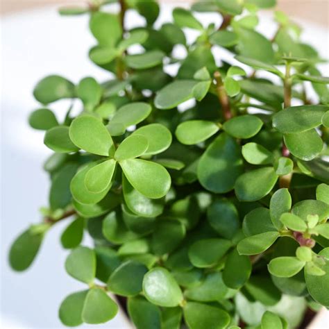 Buy Premium Jade Mini Plant |High Quality & Safe Home Delivery – Ugaoo