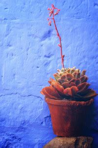 Cottage Door Photographic Paper - Movies posters in India - Buy art ...