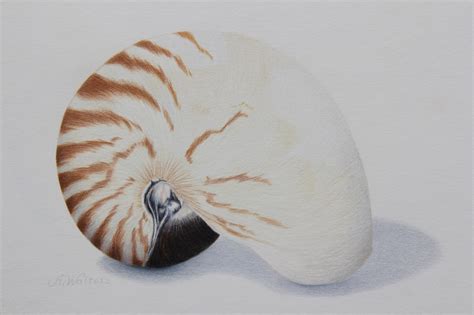 Seashell Drawing Tutorial 的图像结果