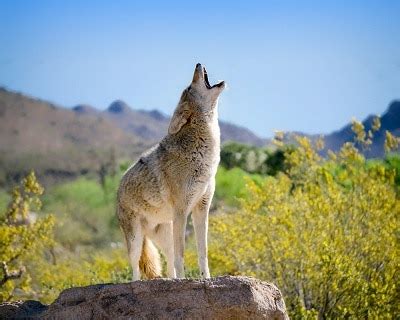 5 Frequently Question You Need To Know About Coyote Howls? - Daily Shooting | Shooting Tips And ...