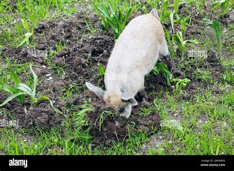 free-range alpine pigs, breeding farm, Tyrol, Austria Stock Photo - Alamy
