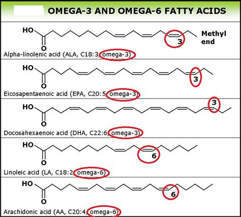 Linolenic Acid Polyunsaturated (PDF) Impact of ω-3 fatty acids in ...