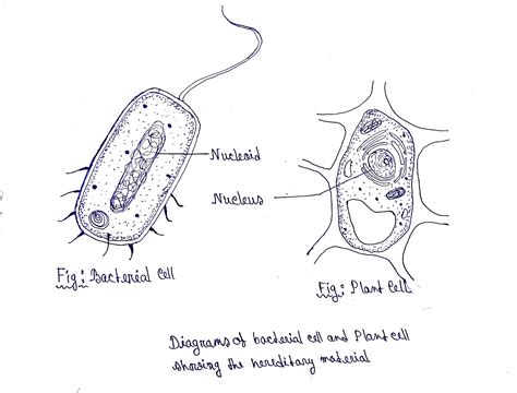 Draw outline diagrams of a bacterial cell and a plant cell. Label only ...