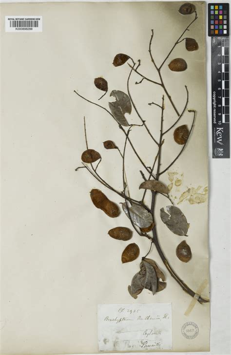 Derris benthamii (Thwaites) Thwaites | Plants of the World Online | Kew ...