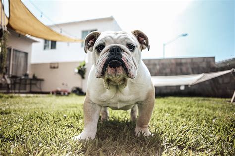 Bulldog Price In India (Dec 2024) | French Bulldog Cost - Best For Pets