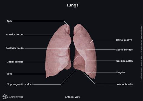 Lungs | Encyclopedia | Anatomy.app | Learn anatomy | 3D models ...