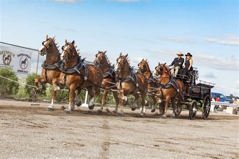 Indiana Belgian Draft Horse Picnic - Hosted by TLA Ranch, 689 E 500 S ...