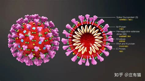 国外的新冠病毒是否已发生变异？ - 知乎