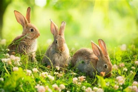 梦见白兔子 周公解梦之梦到白兔子 - 天天運勢