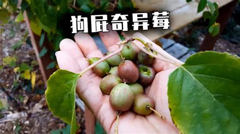 奇异果，在中国本有个奇异的名字，苌楚_猕猴桃_植物_种植