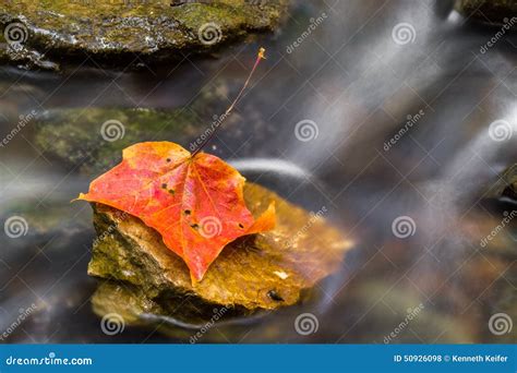 Autumn Leaf in Stream stock photo. Image of fallen, motion - 50926098
