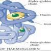 draw and discuss the structure of haemoglobin - Brainly.in