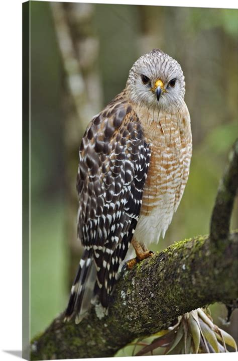 Buy Great BIG Canvas | Red-shouldered Hawk, Buteo lineatus, Corkscrew ...
