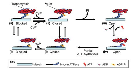 Crossbridge Model of Muscle Contraction 的图像结果