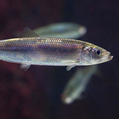 Herring Definition In Science at Helen Ball blog