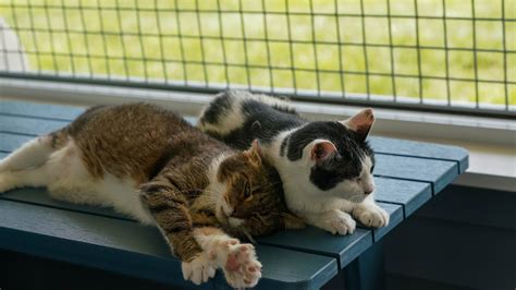 First look at Faithful Friends animal shelter opening near New Castle