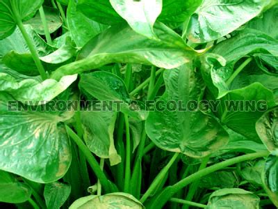 Envis Centre, Ministry of Environment & Forest, Govt. of India