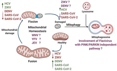 Image result for Virus Scanning Electron Microscope