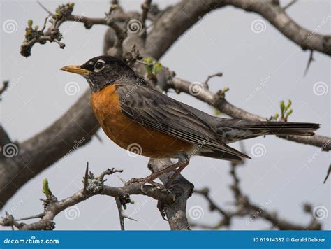 American Robin stock photo. Image of migration, thrush - 61914382