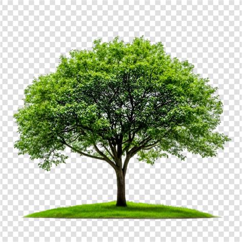 Images de Arbres Png – Téléchargement gratuit sur Freepik