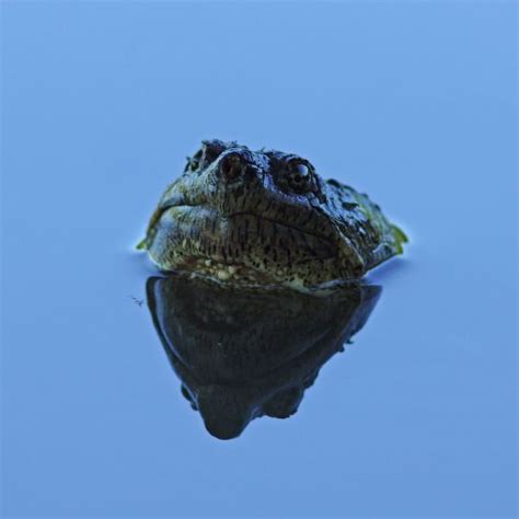 Image result for Mounting Snapping Turtle Shell