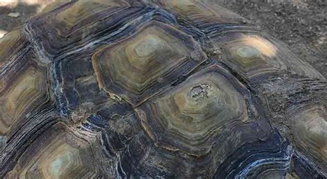 Image result for Peeling Turtle Shell