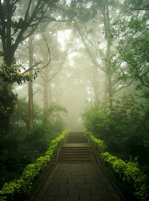 Forest path with clarity