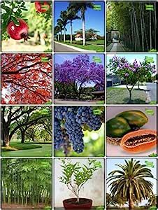 Creative Farmer Seeds With Instruction Combo Fruit & Fruit : Grape ...