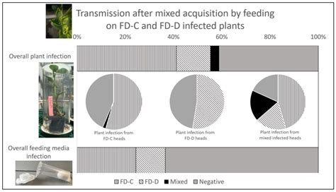 Competition among Flavescence Dorée Phytoplasma Strains in the ...