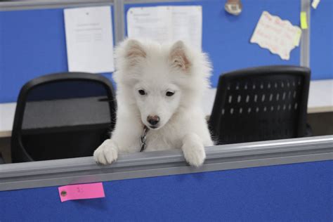 Software Testing Online Class 的图像结果