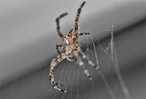 自然网络蜘蛛高清图片下载-正版图片307770297-摄图网
