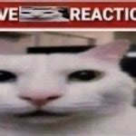 live cat reaction Meme Generator - Imgflip