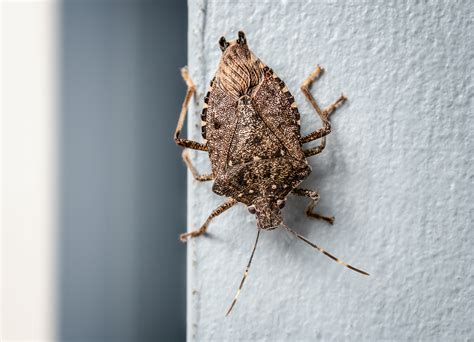 Stink Bugs - Pest Control