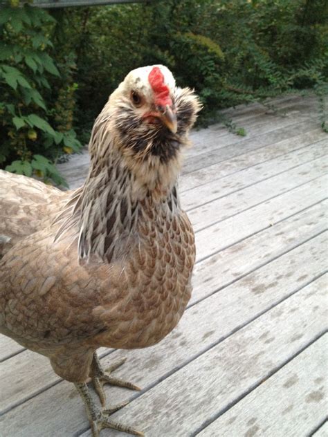 EE or Silver Ameraucana Hen | BackYard Chickens - Learn How to Raise ...