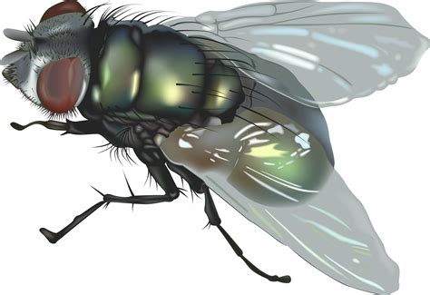 Fly Insect Clip art - Fly Png 5 png download - 2400*1647 - Free ...