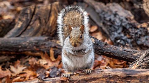 Are Squirrels Active At Night? - Conquer Critters