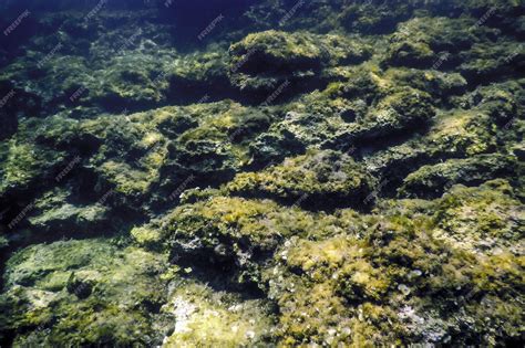 Bottom of the Sea 的图像结果