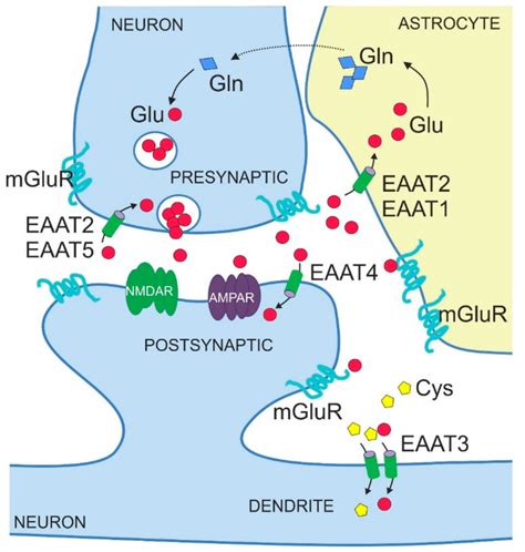 Excitatory Amino Acid Transporters in Physiology and Disorders of the ...