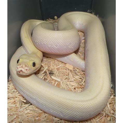 Ivory Burmese Python 的图像结果