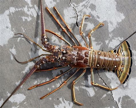 Florida Keys two-day lobster mini-season arrives July 25 and 26 | KONK Life