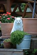 Image result for Cute Baby White Cat